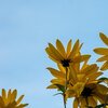 Herbstblume
