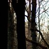 Evening Forest