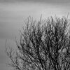 Lonely Tree