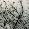Dead Tree