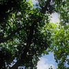 The Greens