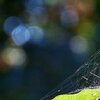 The Web