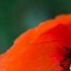 Klatschmohn
