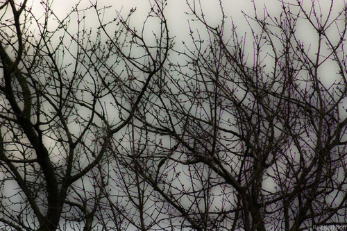 Dead Tree