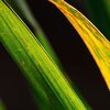 Gras