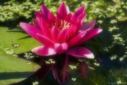 Seerose