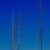 Dead Trees