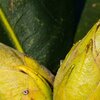 Knospen