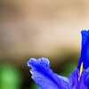 Blüte
