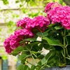 Flowerpot