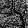 WinterSky