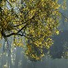 Licht