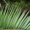 Palmblatt