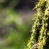 Sunny Moss