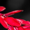 Tinted Red