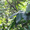 DeepJungle