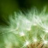 Pusteblume