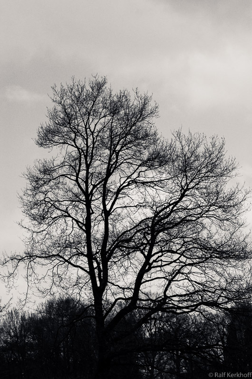 Winter Tree