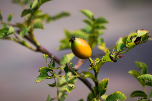 Frucht