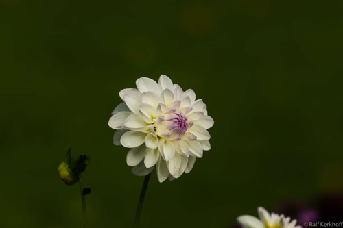 Softly