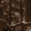 Woods
