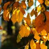 Herbstblätter