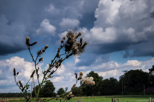 Sky
