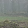 Nebelfluss