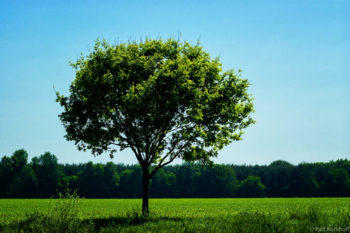 Summer Tree