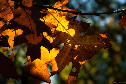 Golden Brown