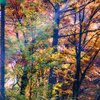 Autumn Valley