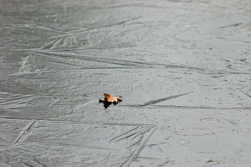 Lonely Leave