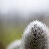Spring is coming