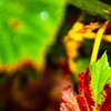 RedGreen
