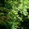 Alter Garten