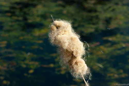 Looks Like Wool