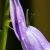 Sommerblüte