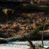 Dead Tree