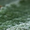 Frost