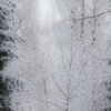 MagicForest