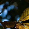Herbst