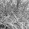 Winter Trees