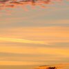 Orange Dreams