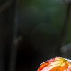 Herbstglut