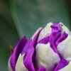 Blüte