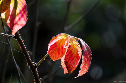 Herbstglut