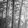 Winternebel