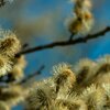 A Taste Of Spring