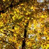Herbstwald