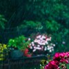 RainyRoses